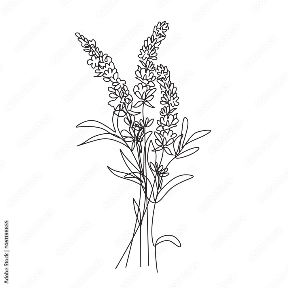 Lavender Line Drawing