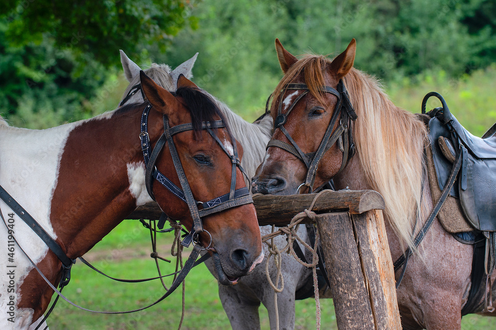 Fototapeta premium A group of wild animals horses stands in an open area.