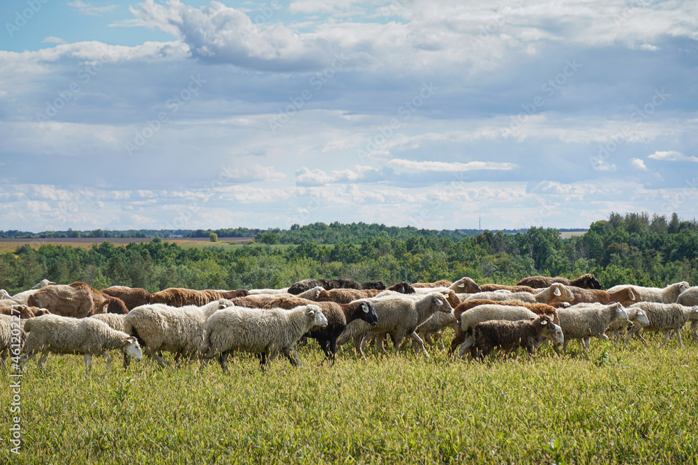 Obraz premium A flock of sheep grazes on a farm meadow. Summer day. Farming and animal husbandry. The sheep eats grass on a self-run