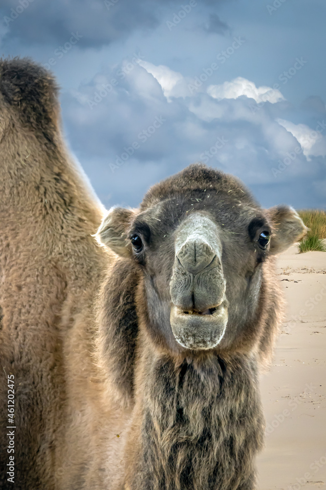 Fototapeta premium Bactrian Camel Standing on Sandy Beach Under Dramatic Stormy Clouds with High Contrast Moody Atmosphere