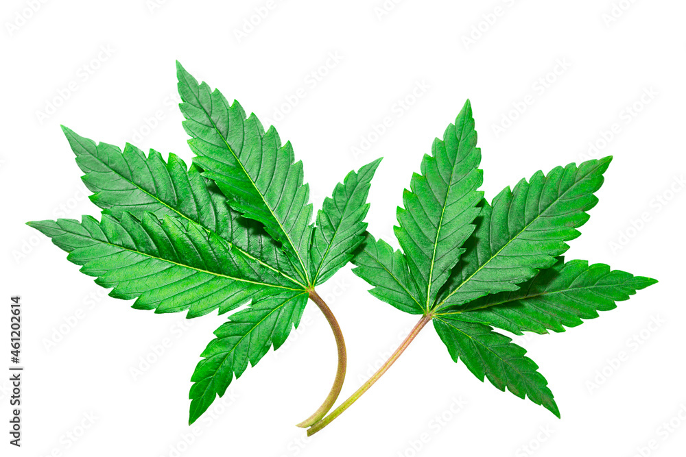 Cannabis leaf on a white background isolated. Medicinal marijuana leaves of the Jack Herer variety are a hybrid of sativa and indica. Cannabis leaf on a white background isolated. Medicinal marijuana leaves of the Jack Herer variety are a hybrid of sativa and indica.
