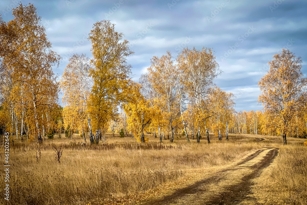Fototapeta premium autumn forest in the autumn