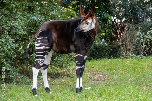 Photography an Okapi giraffe standing in a field