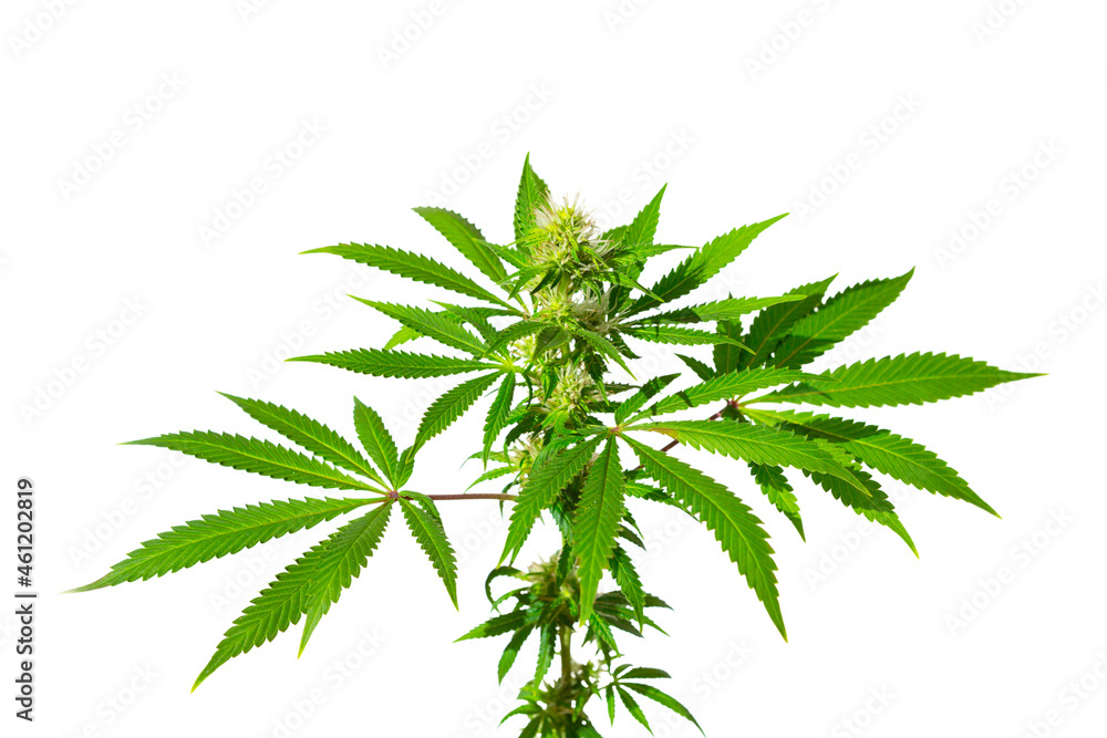 Cannabis bush on a white background isolated. Medicinal marijuana leaves of the Jack Herer variety are a hybrid of sativa and indica. Isolate Cannabis bush on a white background isolated. Medicinal marijuana leaves of the Jack Herer variety are a hybrid of sativa and indica. Isolate