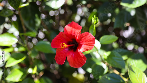 Beautiful red flower among green branches in spring