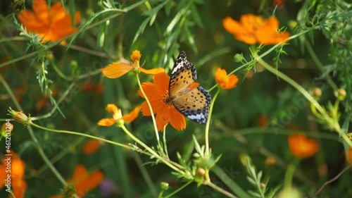 Butterflies flitting around the kibana cosmos in autumn. photo