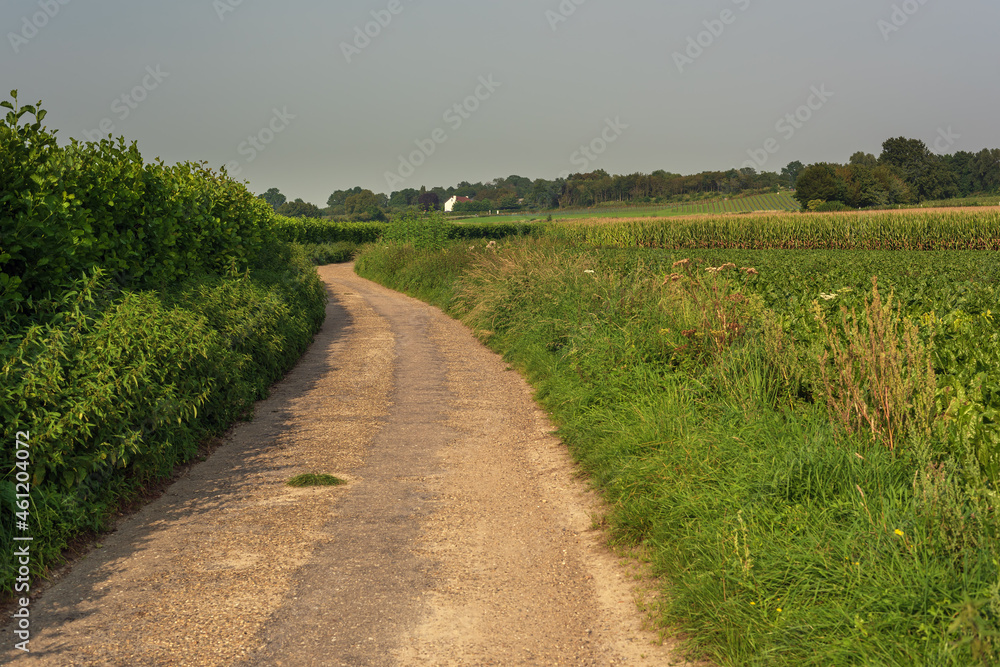 Winding country road in a summer rolling landscape with cornfields and vineyards with trees and a white house on the horizon. Winding country road in a summer rolling landscape with cornfields and vineyards with trees and a white house on the horizon.