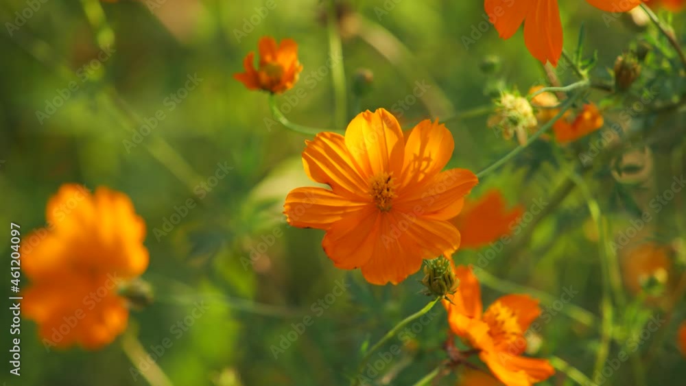 Orange Kibana Cosmos bloomed beautifully in autumn. Orange Kibana Cosmos bloomed beautifully in autumn.