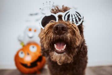 Scary spanish water dog in halloween costume at home. October holidays