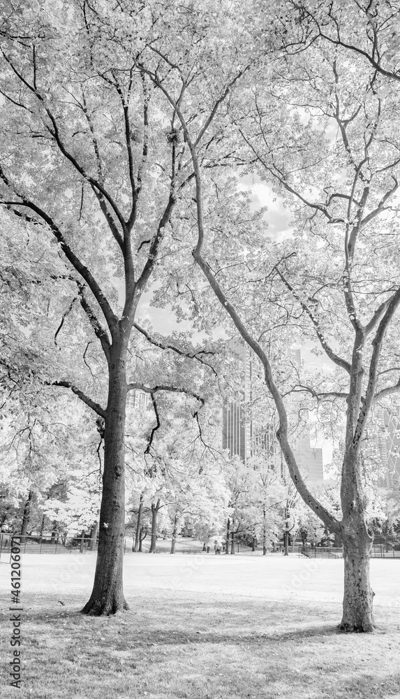 Fototapeta premium Trees and buildings from Central Park in foliage season, New York City.