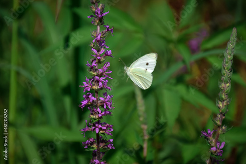 butterfly on a flower #461206262