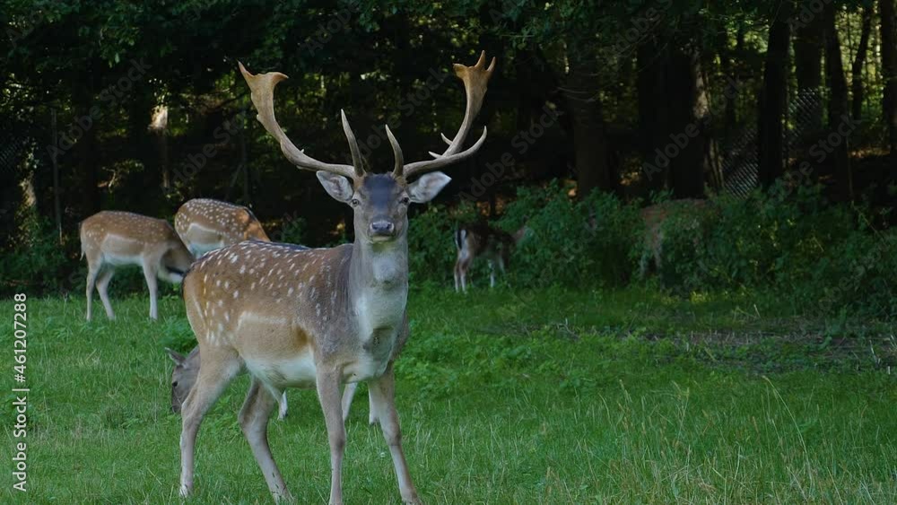Close up of Axis deer standing on a meadow and grassing. Close up of Axis deer standing on a meadow and grassing.