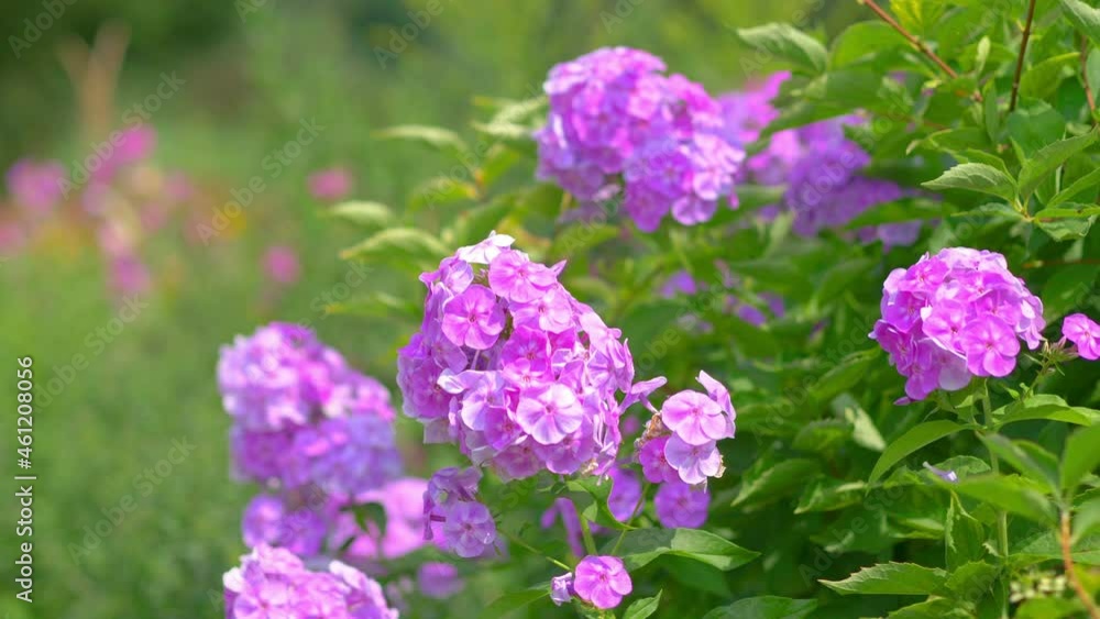 Flowers in the garden background in 4k slow motion 60fps Flowers in the garden background in 4k slow motion 60fps