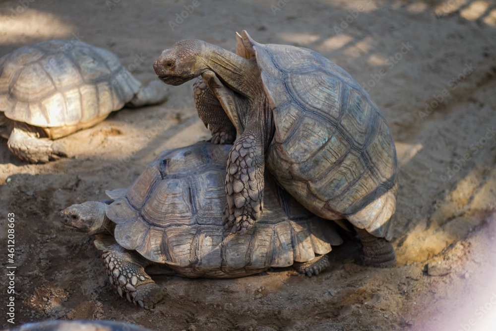 Fototapeta premium turtle on the ground