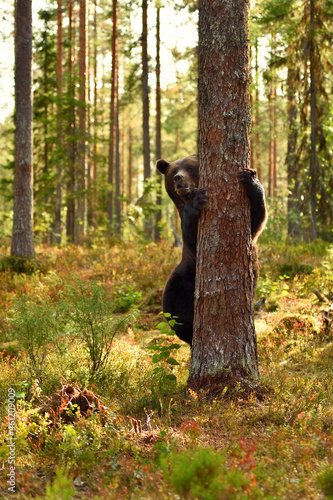 Brown bear hugging a tree in the forest environment