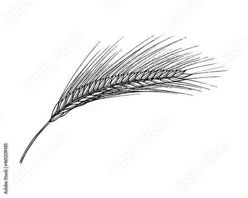 Ear of wheat with grains hand-drawing doodling. Contour black silhouette. Vector illustration