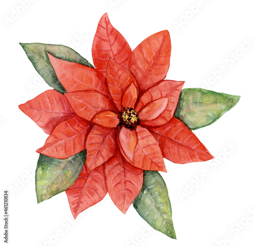 Poinsettia with leaves  hand painted watercolor painting on isolated white background