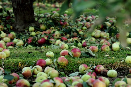 Fallen apples in old apple orchard, apple harvest for industrial processing.
