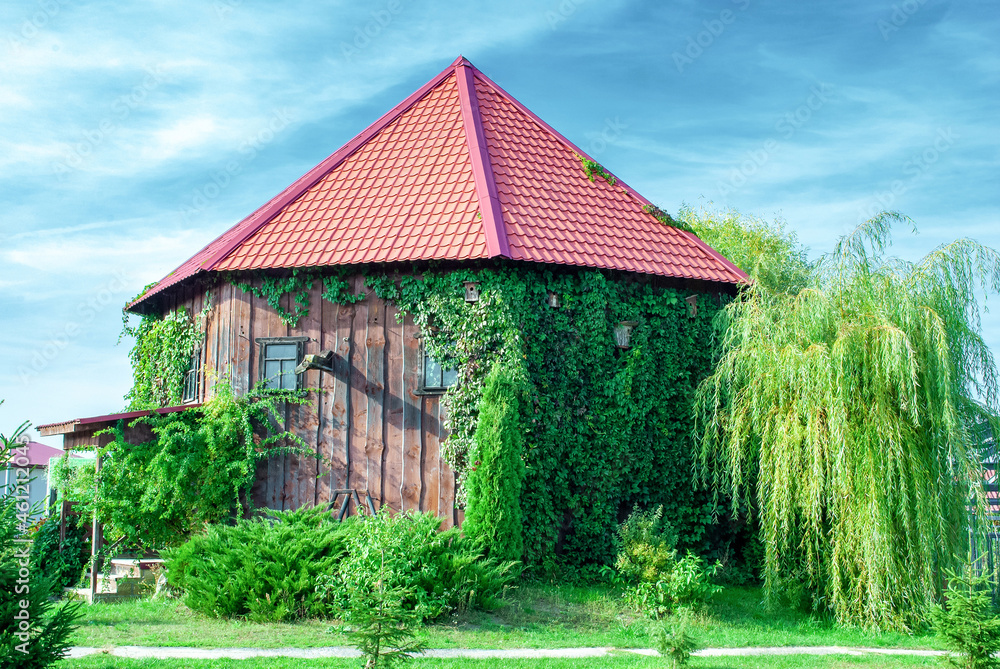 Old wooden garden shed covered with ivy and footpath by blue cloudy sky Old wooden garden shed covered with ivy and footpath by blue cloudy sky