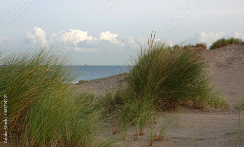 Fototapeta Naklejka Na Ścianę i Meble -  The last part of the dunes with marram grass or European beachgrass. In the distance is the North Sea visible. Blue sky with clouds