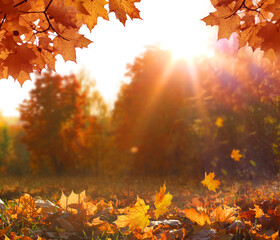 Colorful forest in sunlight. Autumn landscape with trees and sun. Beautiful foliage in the park. Falling leaves natural background