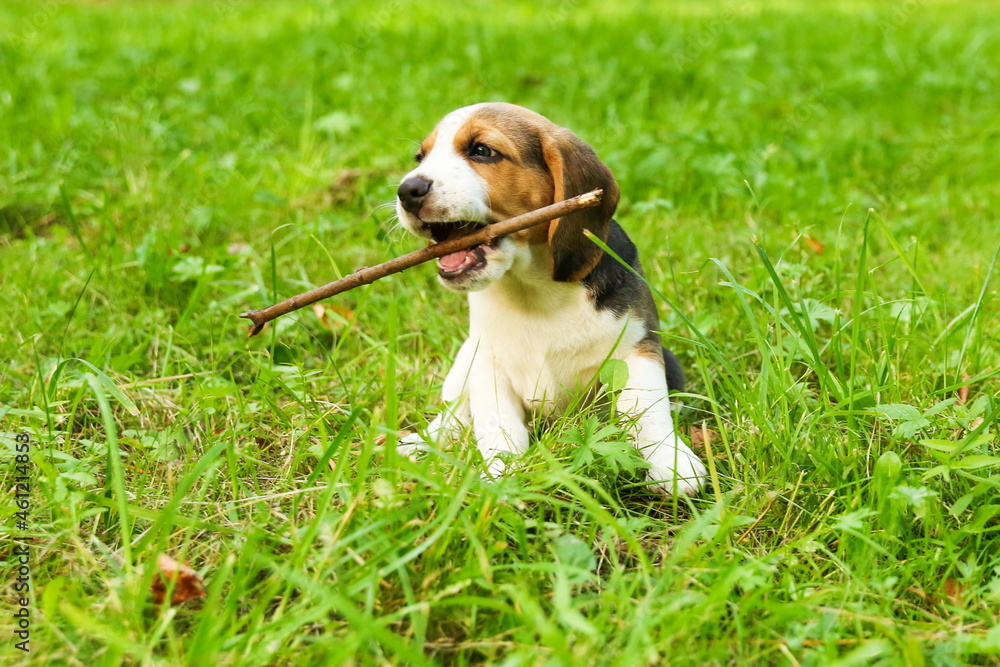 beagle puppy is playing with stick on the grass in the park 