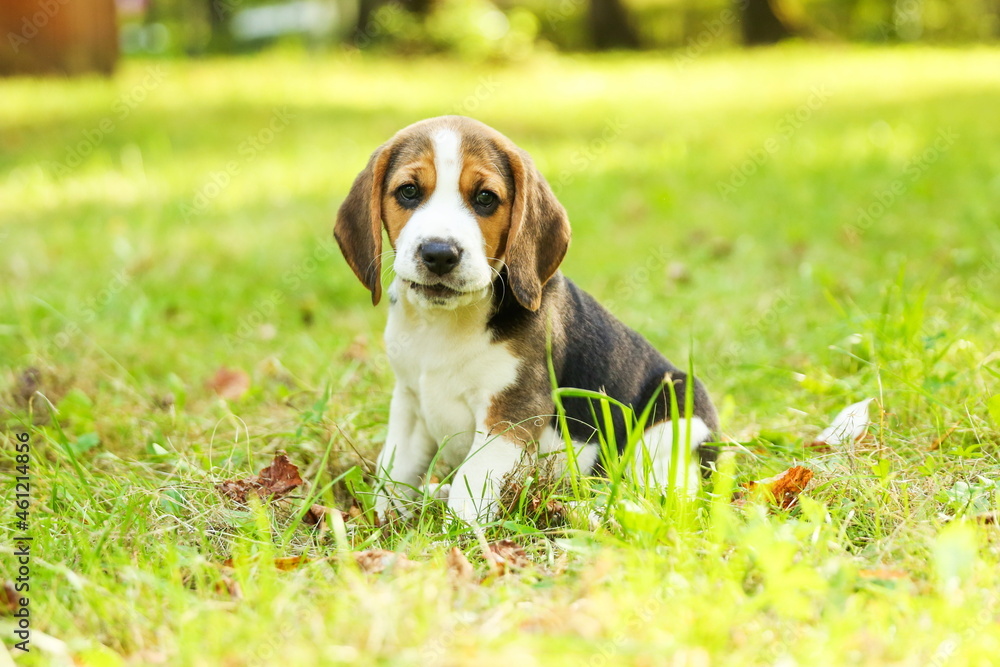 beagle puppy is on the grass in the park close up