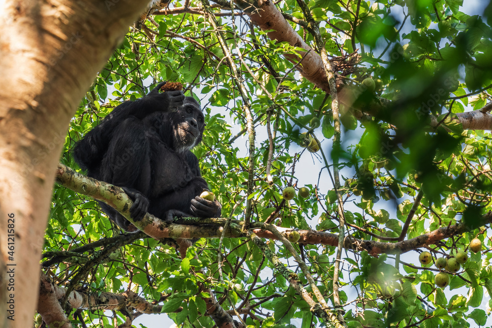 Fototapeta premium Common Chimpanzee - Pan troglodytes, popular great ape from African forests and woodlands, Kibale forest, Uganda.