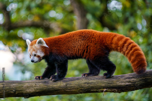 Red panda (Ailurus fulgens) on the tree. Cute panda bear in forest habitat. photo