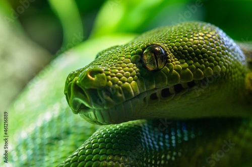 Green tree python  Morelia viridis  close-up. Portrait art.