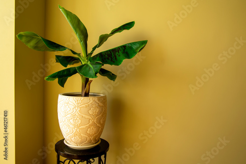 Bilde på lerret Banana Musa plant in pot. Exotic plant at home. Closeup