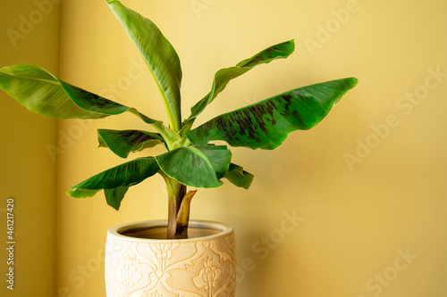 Banana Musa plant in pot. Exotic plant at home. Closeup photo