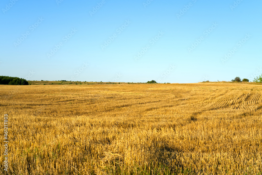 The field after harvesting rye is golden in color.