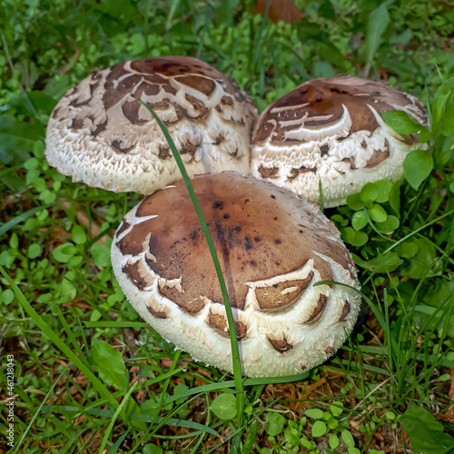 Makroaufnahme eines Pilzes im Herbst