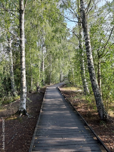 Holzpfad im Birkenwald