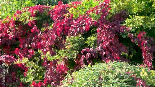 View of Vorontsov Palace from alley oflower park through terraces curled with wild grapes with red autumn leaves. Palace was built in oriental style. Walls of palace against backdrop of stnne sky.
 photo