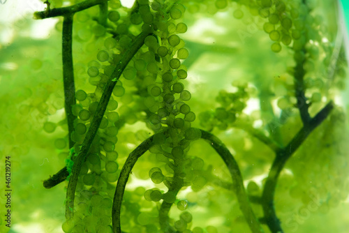 green algae nature background, water sea plant research in environment science laboratory, aquatic leaf macro texture of seaweed, organic life in biotechnology underwater ocean with light, biofuel use © chokniti