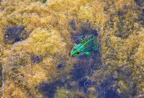 green frog in a pond covered with algae