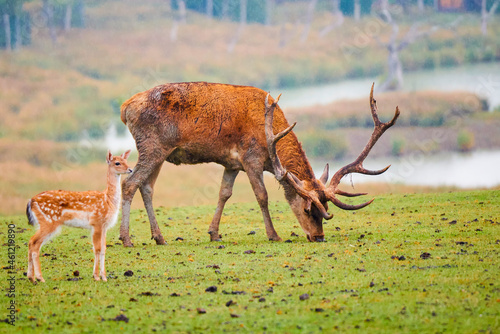 deer in the natural park