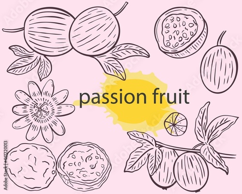 Passion fruit sketch set, vector illustration. Vintage engraving exotic tropical fruits. Pasiflora freehand outline.