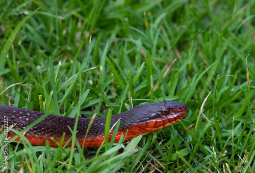 Obraz na plátně Copy space above a red snake in grass