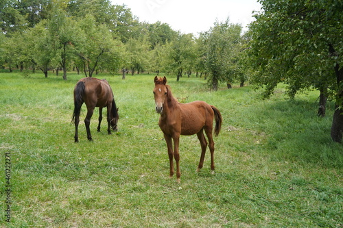 A horse grazes in an apple orchard