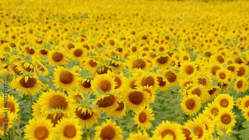 Sunflower blooming season. Summer landscape with big yellow farm field with sunflowers. Slow motion. photo