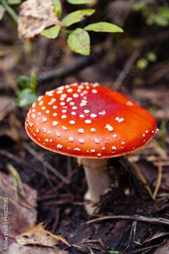 Amanita. Bright mushroom, poisonous mushroom. Commonly known as the fly agaric or fly amanita. Poisonous red mushroom in the forest.