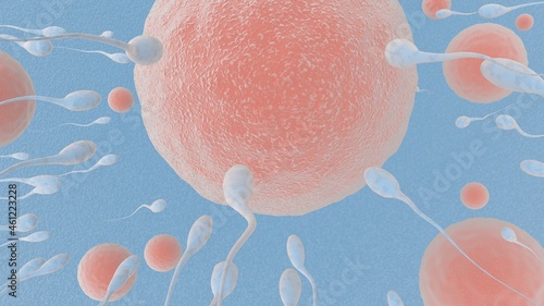  Fertilization is the fusion of haploid gametes, egg and sperm Concept Fertilization and Implantation 3D rendering illustration