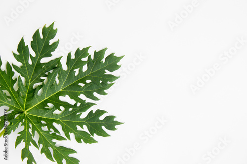 A  green leaves over a white background.
