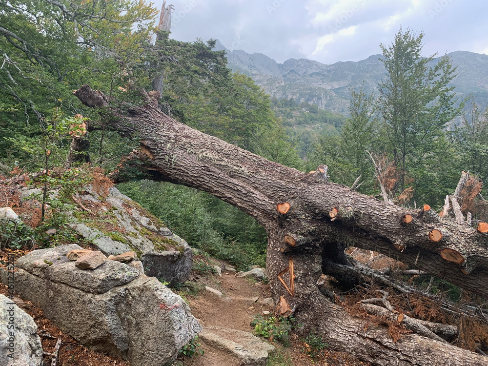 Troncs d'arbres sur le GR20 Corse