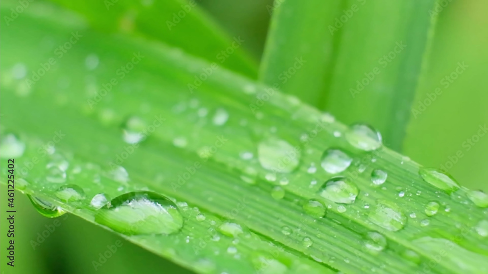 Shot of Droplet Falling from Fresh transparent dew. Morning diffuse lighting. Shot of Droplet Falling from Fresh transparent dew. Morning diffuse lighting.