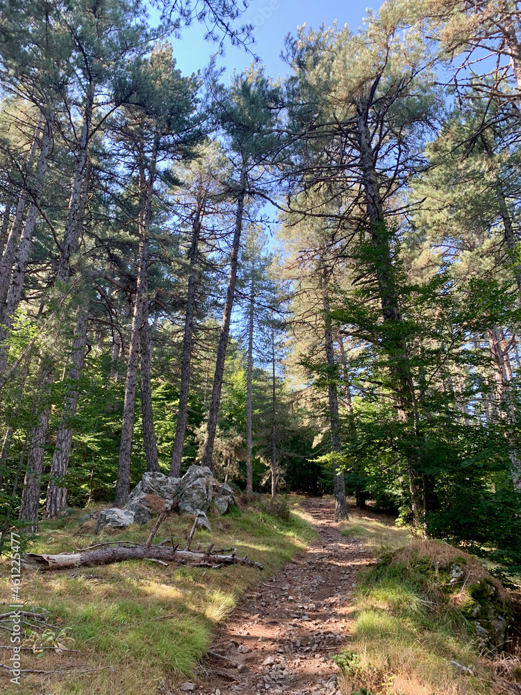 Sentier forestier sur le GR20 sud Corse Sentier forestier sur le GR20 sud Corse