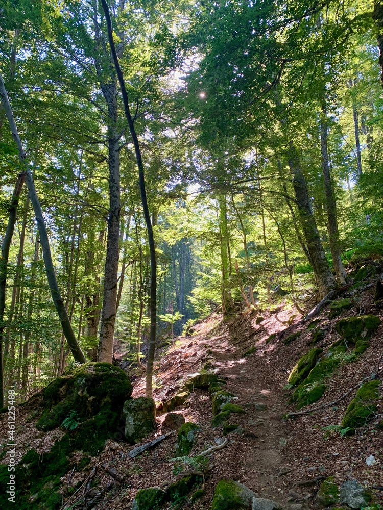 Fototapeta premium Sentier forestier sur le GR20 sud Corse